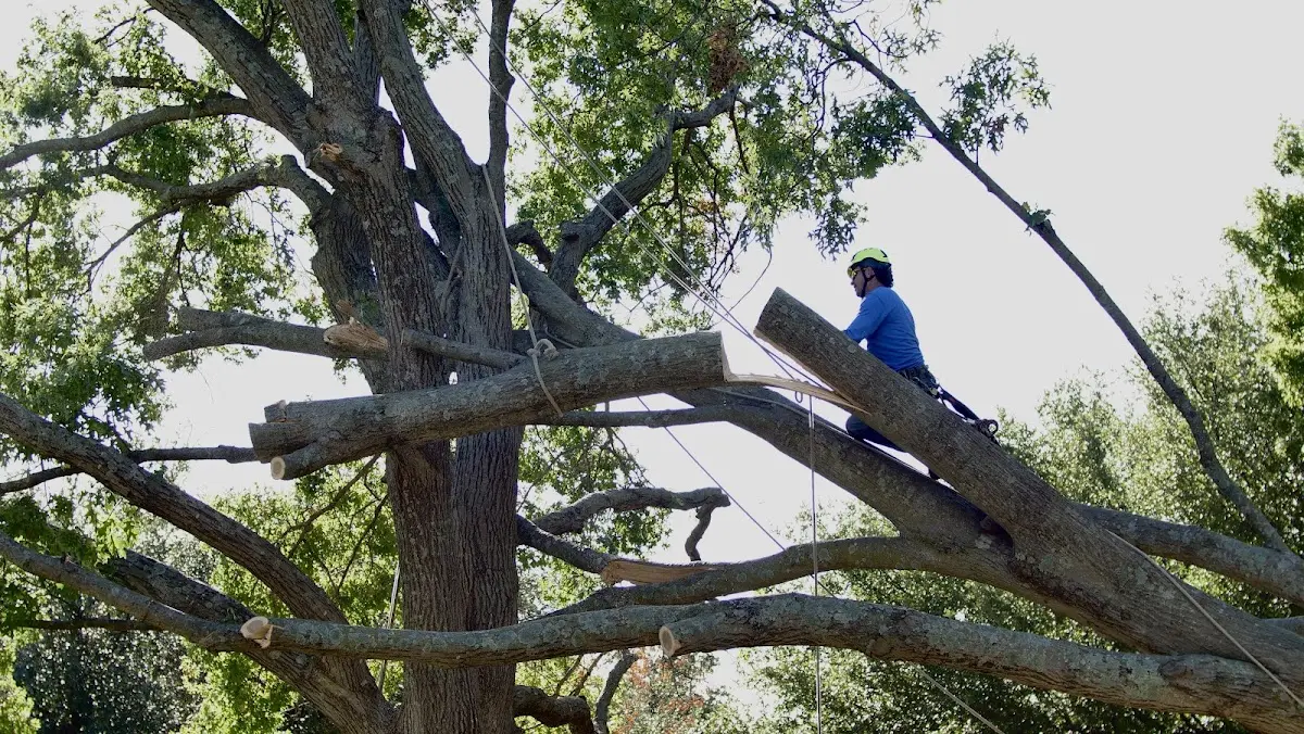 Professional Crown Thinning performed by certified arborists in Pocahontas